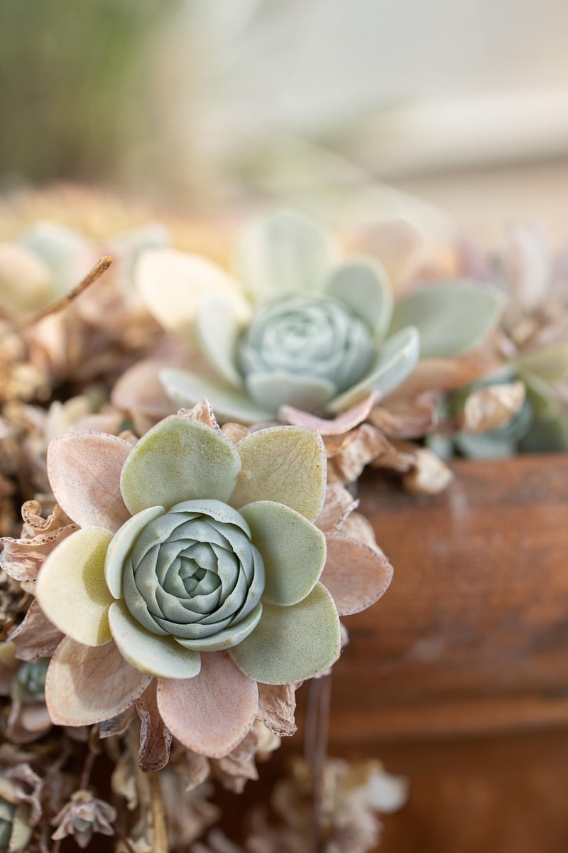 Botanical Accents